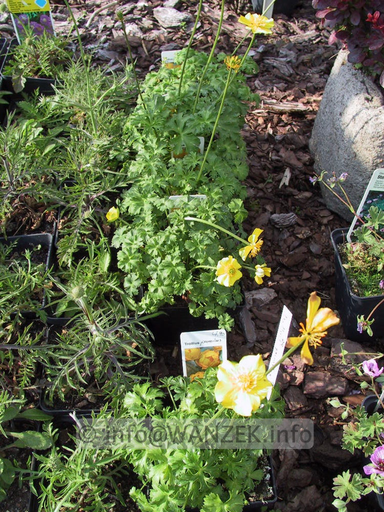 Trollius pumilus - Bluehend.jpg